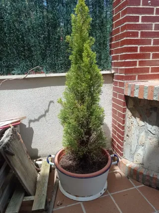 Balde vintage hierro y porcelana