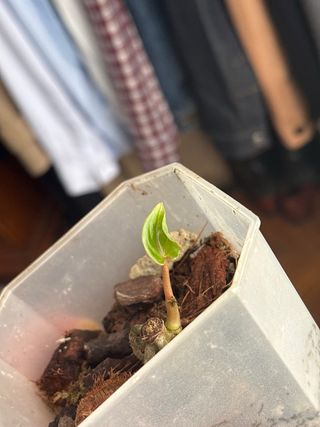 Anthurium Rangda CLONE