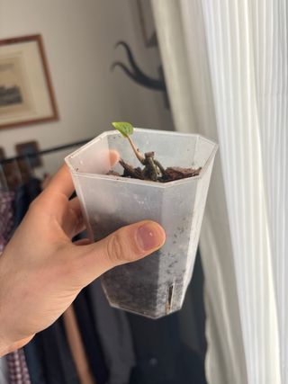 Anthurium Rangda CLONE