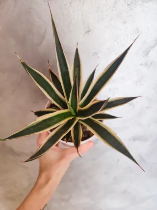 Agave Snow Glow Variegata marginata
