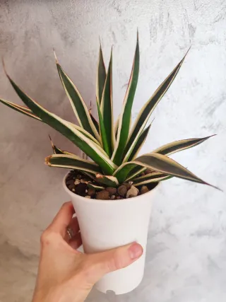 Agave Snow Glow Variegata marginata
