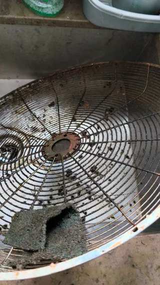 Manitas  puerto y Sagunto