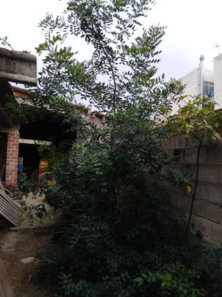 6 Algarrobos 3 años + 1 de 7 años