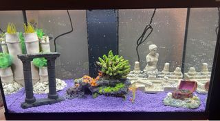 Pecera completa con accesorios