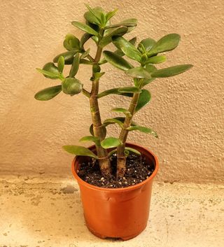 ARBOL DE JADE EN MACETA DE 10cm