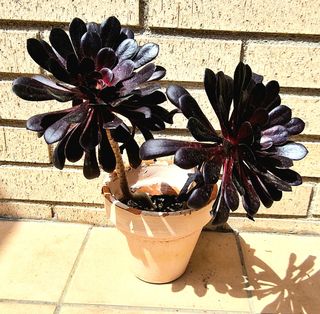AEONIUM ROSA MORADA 2 ROSETAS BLACK ROSE