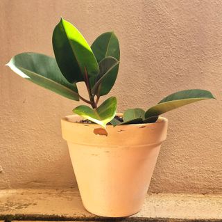 FICUS EN MACETA DE 20cm