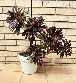 AEONIUM ROSA MORADA GRANDE EN MACETA BLACK ROSE