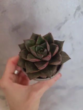 Echeveria en maceta cerámica