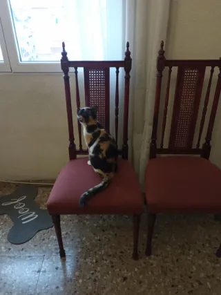 Pack 6 Sillas Antiguas Madera y Tela