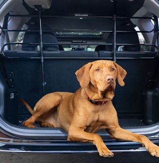 Barrera protectora universal Sakura