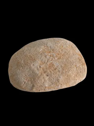 Mosasaurus Fósil Natural