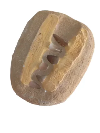 Mosasaurus Fósil Natural