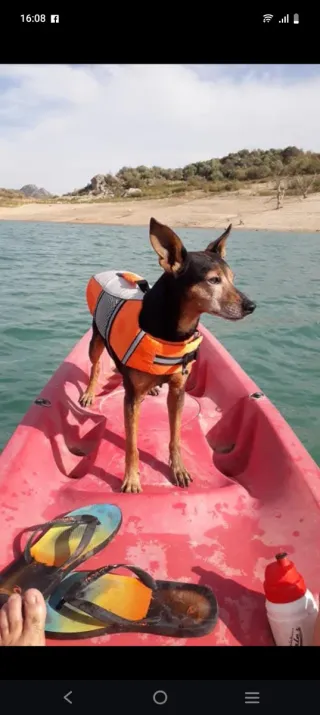 Chaleco salvavidas para perro