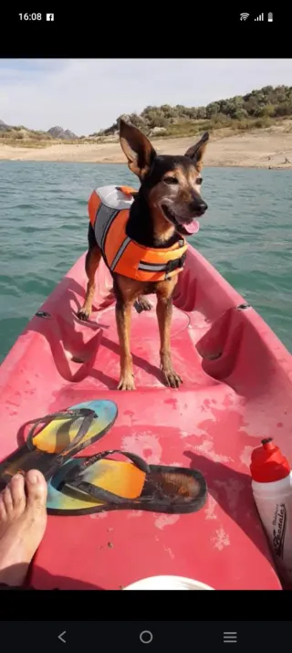 Chaleco salvavidas para perro