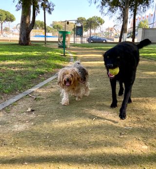 Paseadora de perros y cuidado de animales