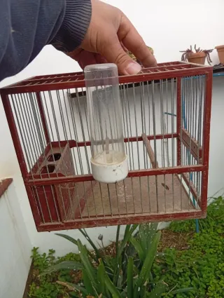 Jaula Jilguero Marrón/Rojo