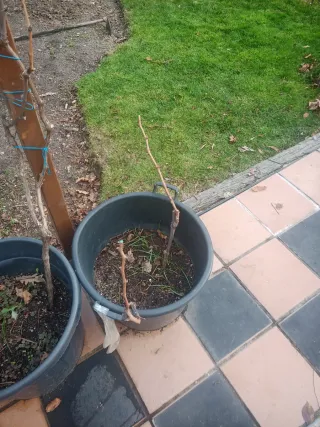 2 parras en maceta grande