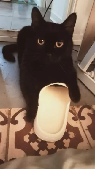 Niñera/cuidadora de gatos (roedores también)