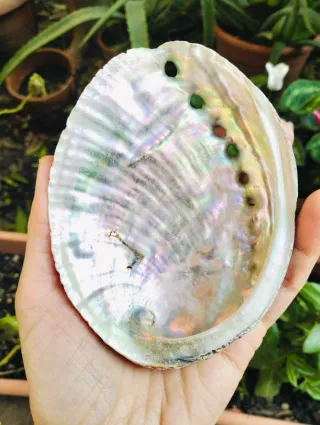 Conchiglia Abalone 12cm + 6 pietre