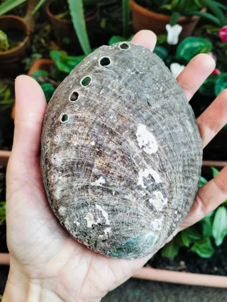 Conchiglia Abalone 12cm + 6 pietre