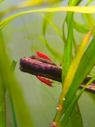 Plantas naturales para acuario