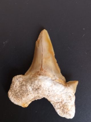 Fósil Diente Otodus Obliquus B105