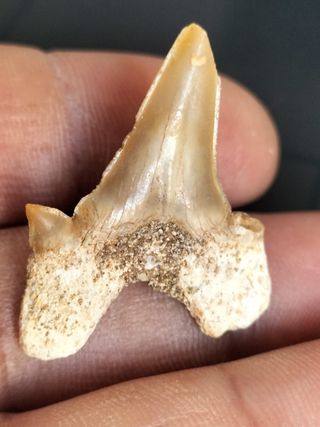 Fósil Diente Otodus Obliquus B105