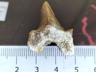 Fósil Diente Otodus Obliquus B105