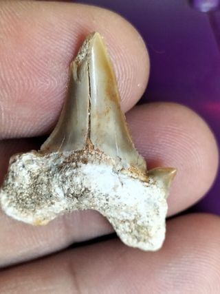 Fósil Diente Otodus Obliquus B105