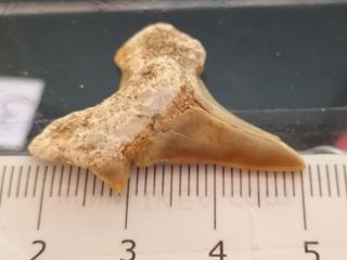 Fósil Diente Otodus Obliquus B105