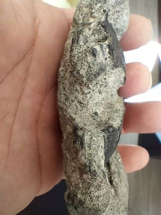 Fósil Coeloma Vigil Oligoceno Alemania