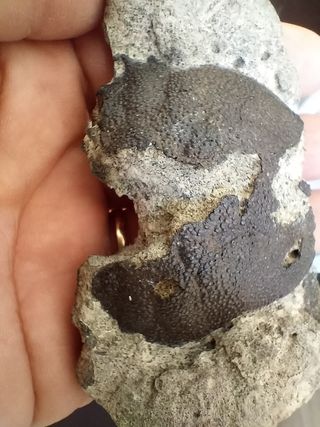 Fósil Coeloma Vigil Oligoceno Alemania