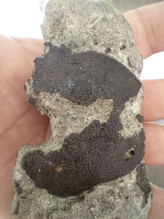 Fósil Coeloma Vigil Oligoceno Alemania