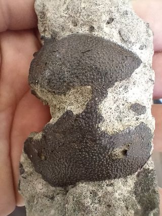 Fósil Coeloma Vigil Oligoceno Alemania