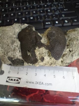 Fósil Coeloma Vigil Oligoceno Alemania