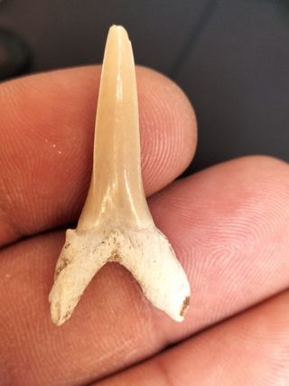 Diente Fósil Striatolamia macrota fósiles