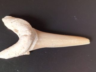 Diente Fósil Striatolamia macrota fósiles