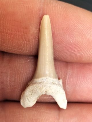 Diente Fósil Striatolamia macrota fósiles