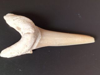 Diente Fósil Striatolamia macrota fósiles