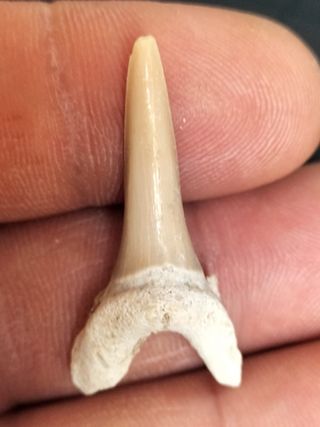 Diente Fósil Striatolamia macrota fósiles