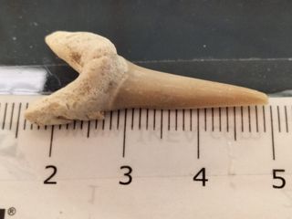 Diente Fósil Striatolamia macrota fósiles