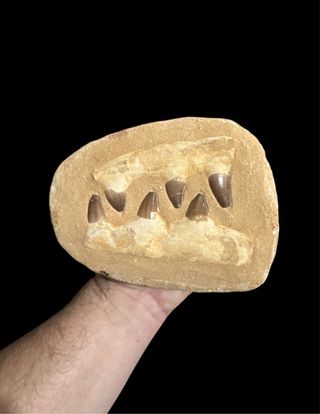 Mandíbula Fósil Mosasaurus