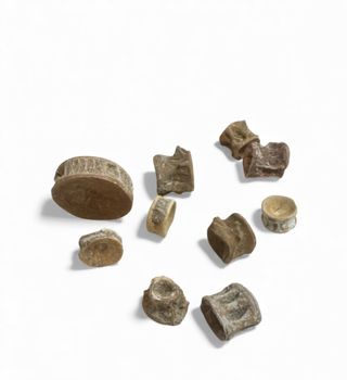 Vértebras de pez fósil