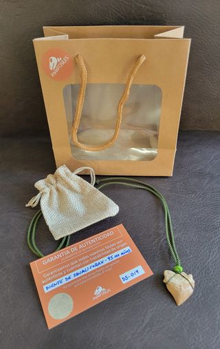 Colgante Squalicorax Fósil Auténtico