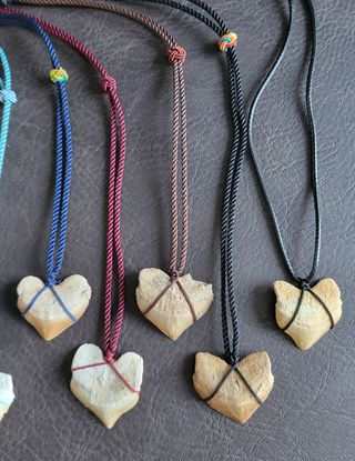 Colgante Squalicorax Fósil Auténtico