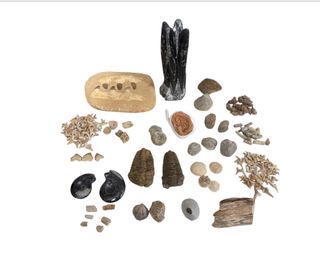 Colección Fósiles - Más de 100 Piezas