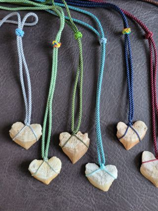 Collar Fosil Squalicorax Negro 95 Ma Años