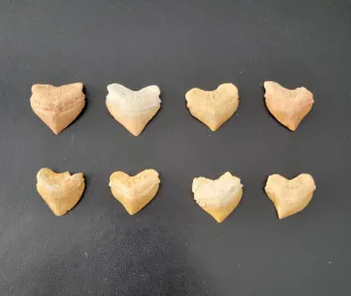 Collar Fosil Squalicorax Negro 95 Ma Años