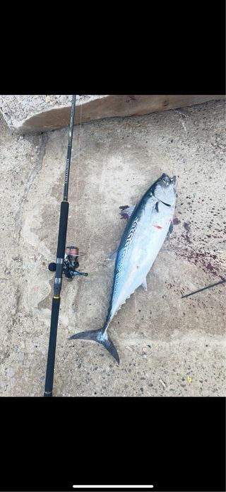 Daiwa Caldia SW 6000